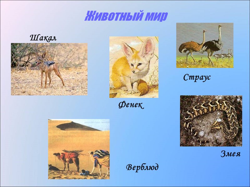 Животный мир  Шакал Змея Верблюд Фенек  Страус